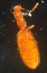 Adistemia watsoni