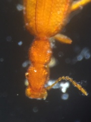 Adistemia watsoni