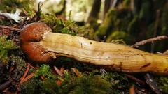 Tolypocladium capitatum