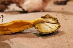 Tolypocladium capitatum