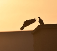 Columba livia domestica