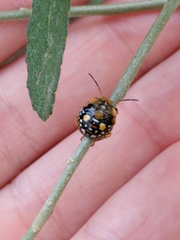 Chinavia marginata