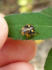 Chinavia marginata
