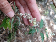 Buddleja racemosa
