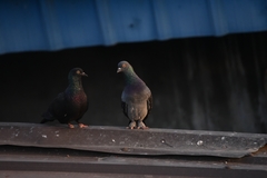Columba livia domestica