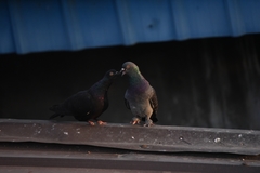Columba livia domestica