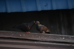 Columba livia domestica