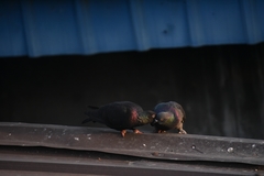 Columba livia domestica