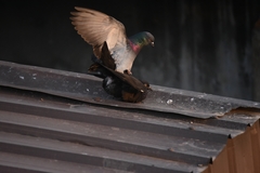 Columba livia domestica