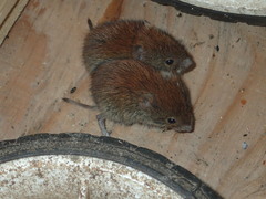 Myodes gapperi image