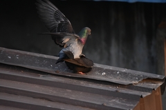 Columba livia domestica