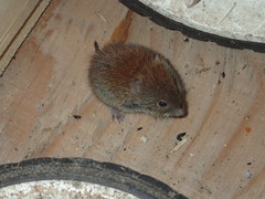 Myodes gapperi image
