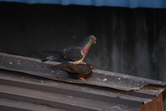 Columba livia domestica