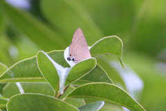 Rapala manea chozeba