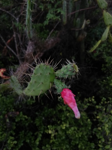 Opuntia karwinskiana