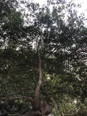 Quercus myrsinifolia