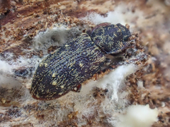 Namunaria pacifica