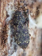 Namunaria pacifica