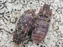 Namunaria pacifica