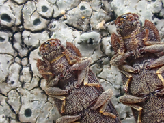 Namunaria pacifica