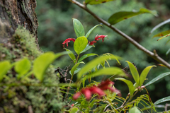 Aeschynanthus bracteatus