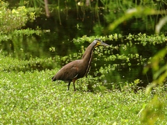 Tigrisoma mexicanum