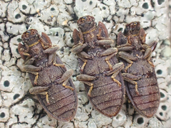 Namunaria pacifica