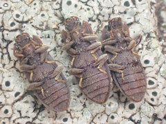 Namunaria pacifica