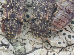 Namunaria pacifica