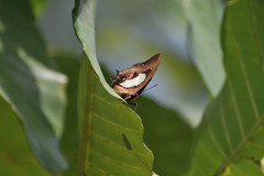 Polyura hebe