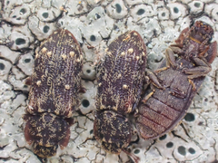 Namunaria pacifica