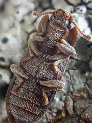 Namunaria pacifica