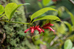 Aeschynanthus bracteatus