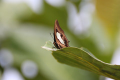 Polyura hebe