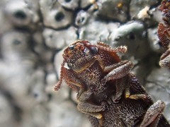 Namunaria pacifica