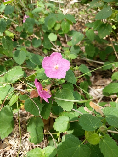 Pavonia lasiopetala