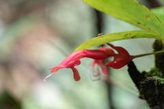Aeschynanthus bracteatus