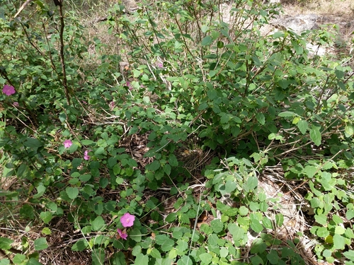 Pavonia lasiopetala