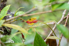 Aeschynanthus bracteatus