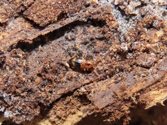 Phymaphora pulchella