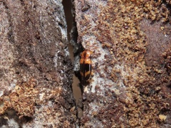 Phymaphora pulchella