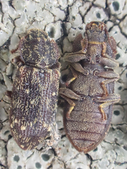 Namunaria pacifica