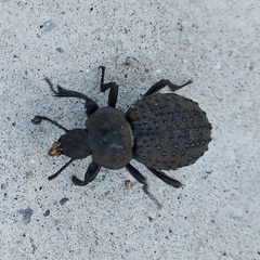 Scotobius pilularius