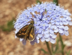 Taractrocera papyria agraulia