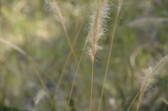 Dichelachne micrantha