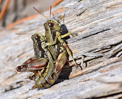 Oropodisma macedonica