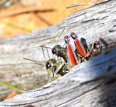 Oropodisma macedonica