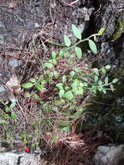 Vaccinium japonicum lasiostemon