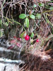 Vaccinium japonicum lasiostemon