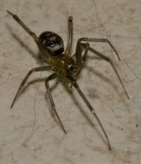 Steatoda grossa